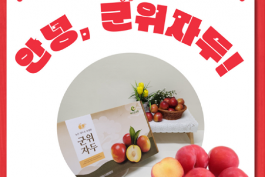 “더 달콤하게, 더 건강하게” 군위 자두, 프리미엄 과일로 전국 입맛 사로잡다! 이미지