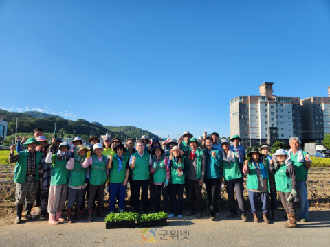 군위읍 새마을지도자회, ‘사랑나눔 배추 심기’행사 이웃사랑 실천