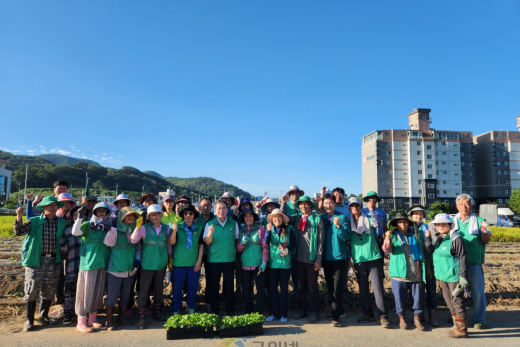 군위읍 새마을지도자회, ‘사랑나눔 배추 심기’행사 이웃사랑 실천