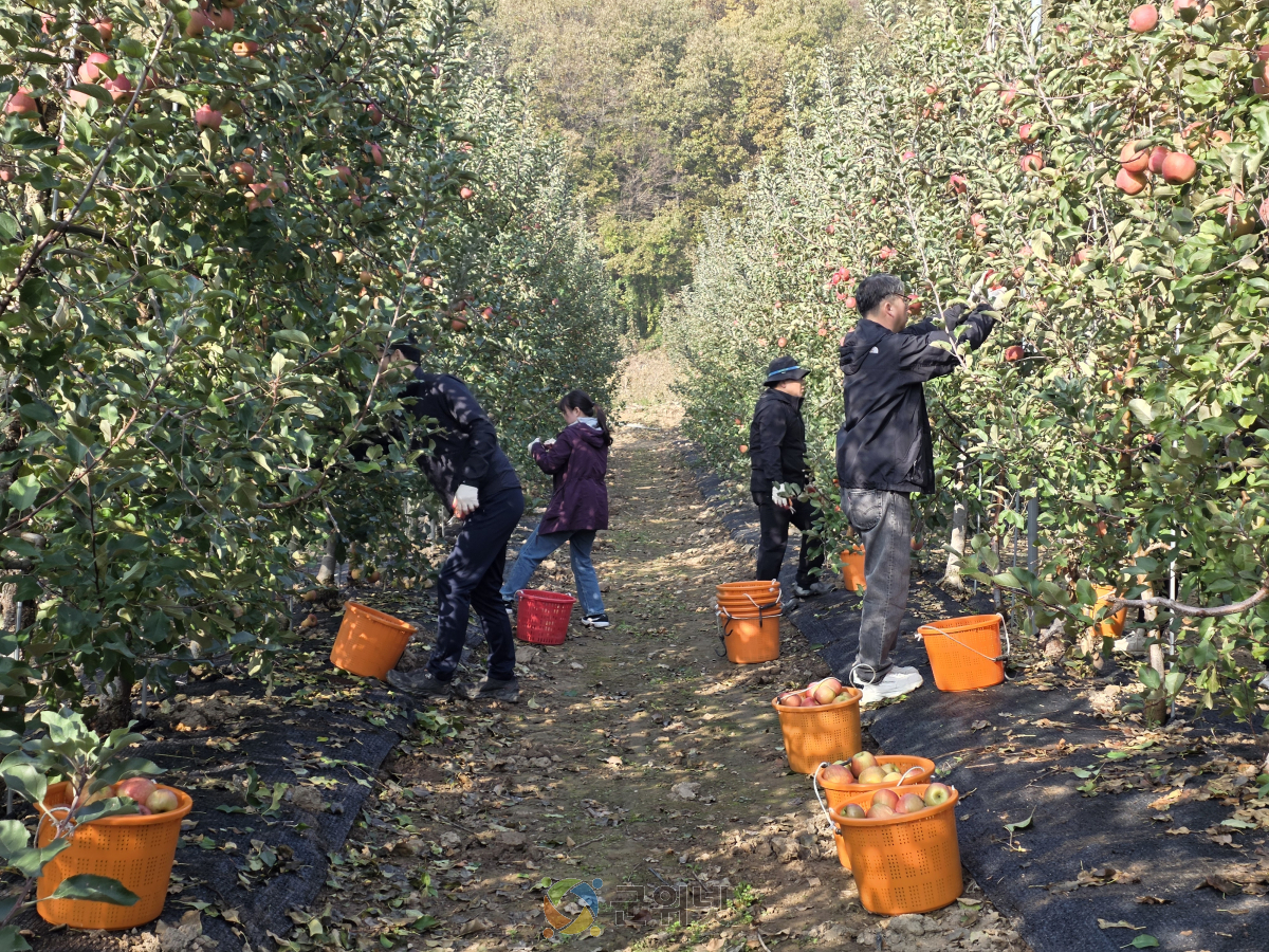 가을 햇살 아래, 함께 땀 흘린 마음의 수확 이미지