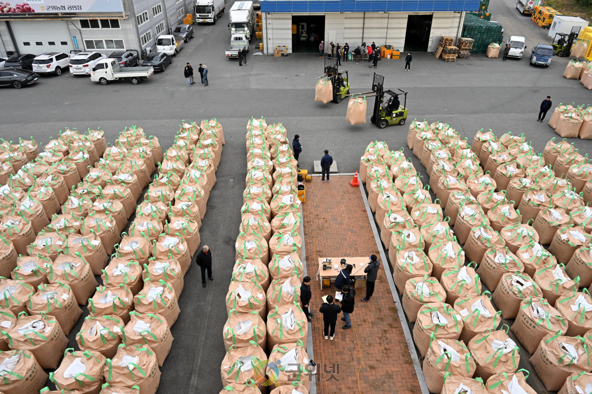 군위군, 2025년산 공공비축미곡 건조벼 매입 시작 이미지
