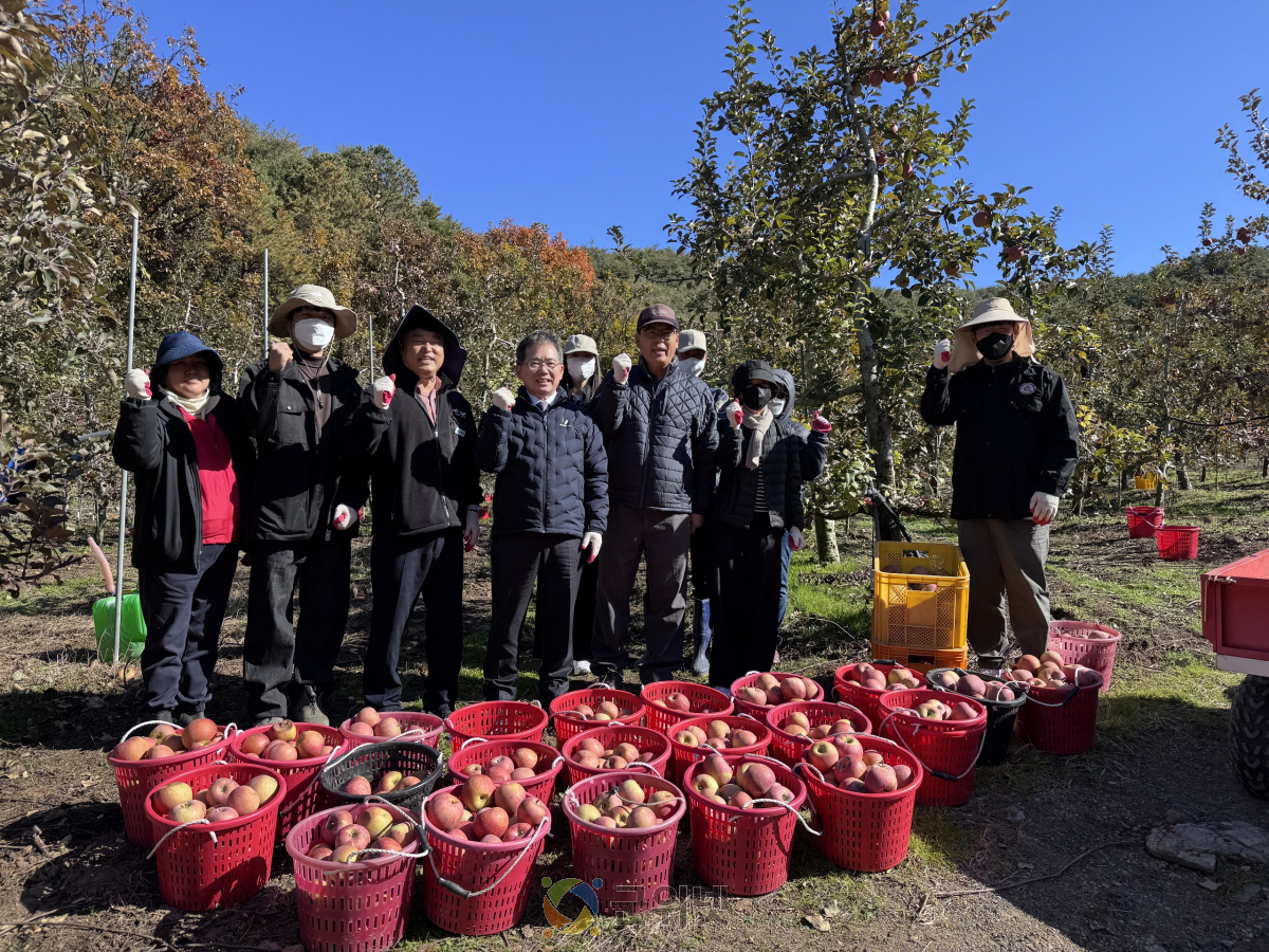 부계면, 사과 재배농가서 농촌 일손돕기 이미지