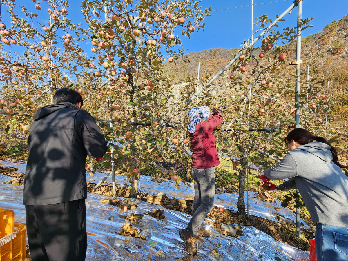 삼국유사면, 농촌 일손 돕기 실시 이미지