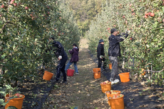가을 햇살 아래, 함께 땀 흘린 마음의 수확 이미지