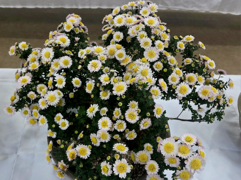 군위군 효령면 병수1리 국화꽃 분재전시회