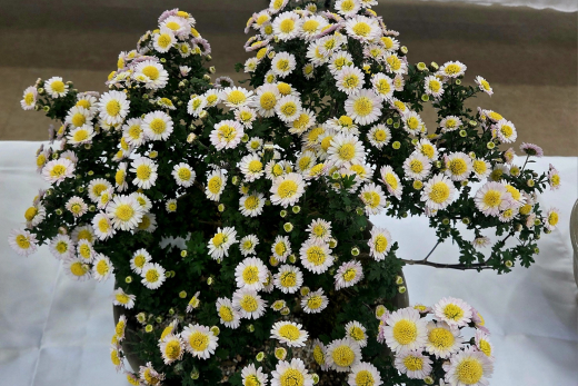 군위군 효령면 병수1리 국화꽃 분재전시회 이미지