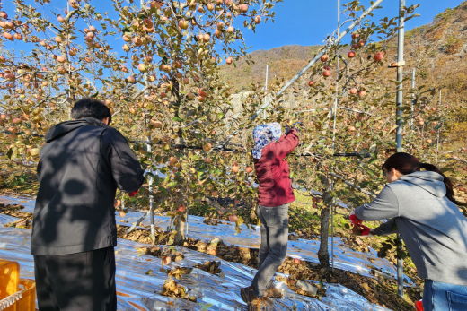 삼국유사면, 농촌 일손 돕기 실시