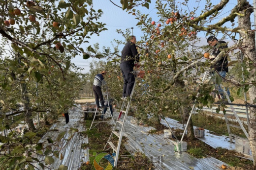 군위군 소보면, 가을철 농촌일손돕기 ‘구슬땀’
