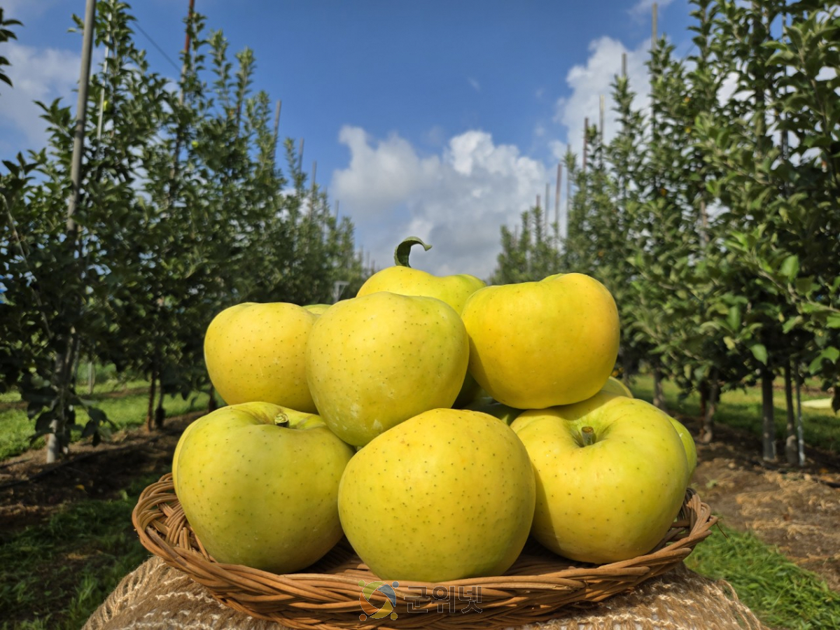 군위군, 농림축산식품부 스마트과수원특화단지조성 공모사업 최종 선정