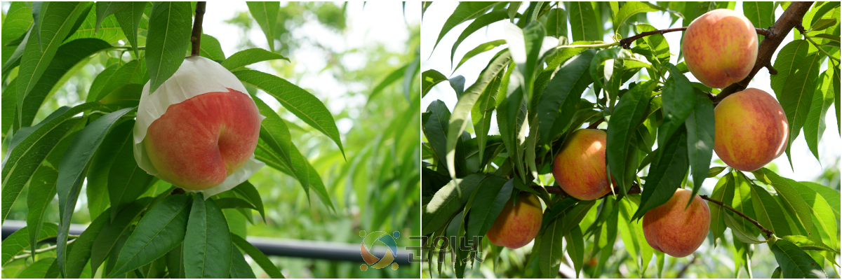 경북도, 복숭아 신품종 통상실시로 국산 품종 보급 확대 이미지