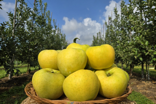 군위군, 농림축산식품부 스마트과수원특화단지조성 공모사업 최종 선정