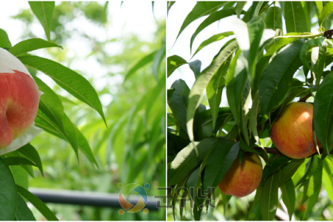 경북도, 복숭아 신품종 통상실시로 국산 품종 보급 확대 이미지