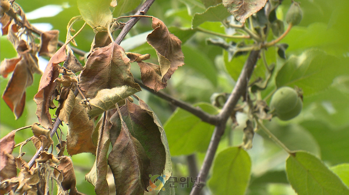 경북도, 과수화상병 사전 예방 집중 기간 운영으로 사전차단 총력 이미지