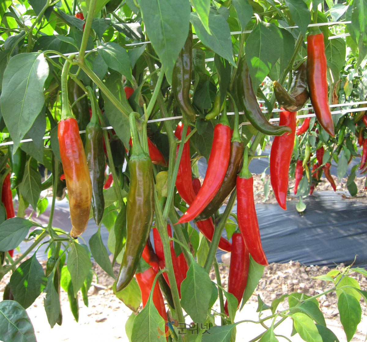 전통의 맛을 잇는 영양 재래종 고추 종자 분양 개시! 이미지