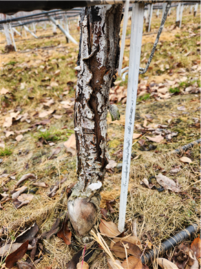 사과원 겨울철 관리, 기본 실천이 피해 예방의 시작 이미지