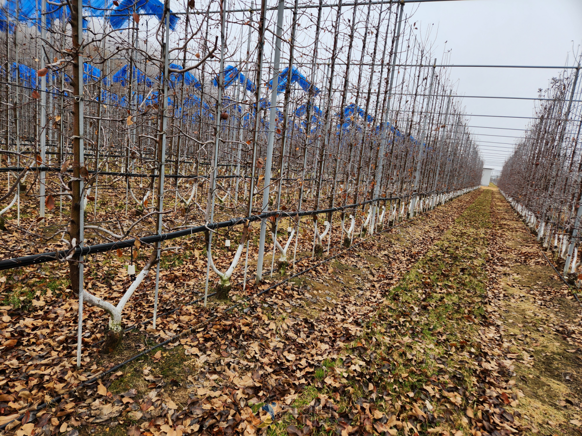 사과원 겨울철 관리, 기본 실천이 피해 예방의 시작 이미지