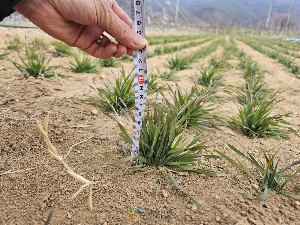조사료 자급률 높인다… 과학영농실증시범포 트리티케일 실증시험 주목 이미지