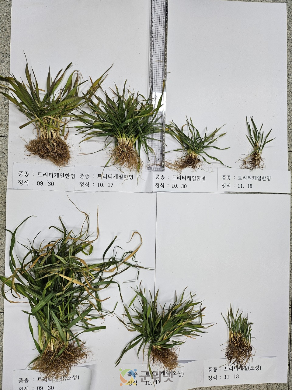 조사료 자급률 높인다… 과학영농실증시범포 트리티케일 실증시험 주목 이미지
