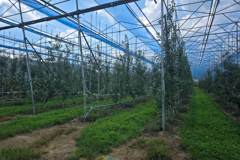 경북도, 노지 스마트기술 융복합 확산사업 2년 연속 선정 이미지