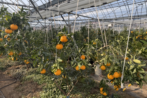 대구농업기술센터, 2026년 새기술보급 시범사업 대상자 모집 이미지