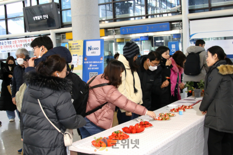 한입에 반하다! 경북 딸기 신품종‘비타킹’ 이미지