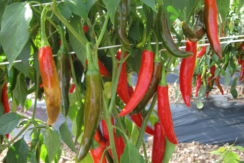 전통의 맛을 잇는 영양 재래종 고추 종자 분양 개시! 이미지