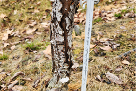 사과원 겨울철 관리, 기본 실천이 피해 예방의 시작 이미지