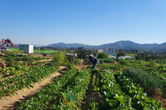 군위군, 텃밭에서 배우는 농업… 주말농장·주말농부학교 함께 연다. 이미지