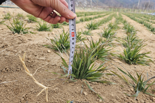 조사료 자급률 높인다… 과학영농실증시범포 트리티케일 실증시험 주목 이미지