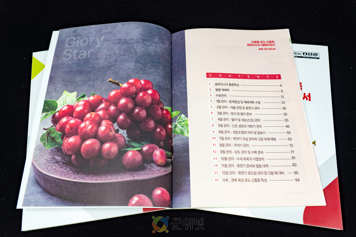 경북도, 수출용 포도 신품종 ‘글로리스타’ 재배 지침서 발간 이미지