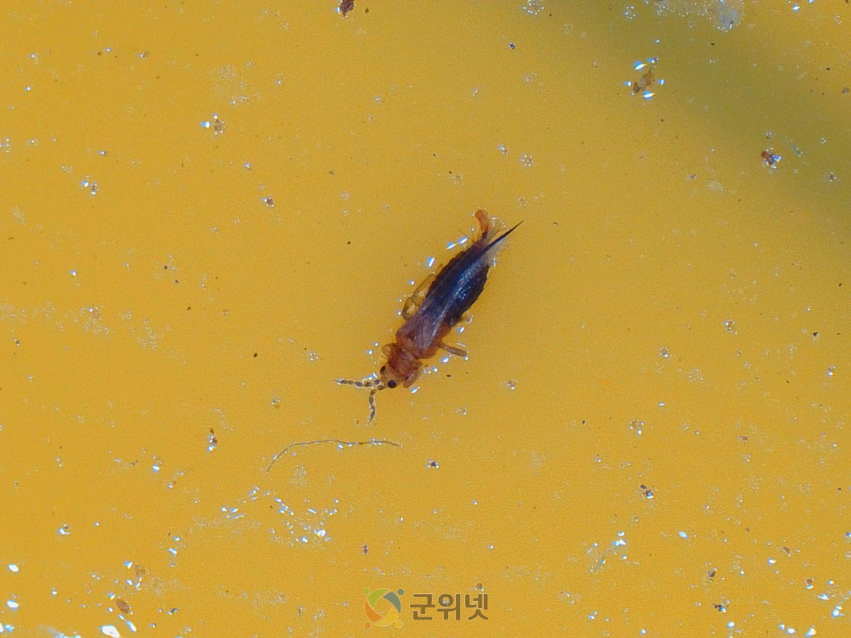 고추 육묘기, 빠른 예찰과 조기방제 위해 황색끈끈이트랩 설치 이미지