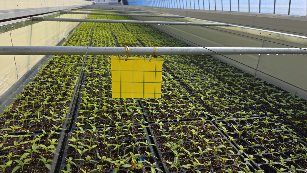 고추 육묘기, 빠른 예찰과 조기방제 위해 황색끈끈이트랩 설치 이미지