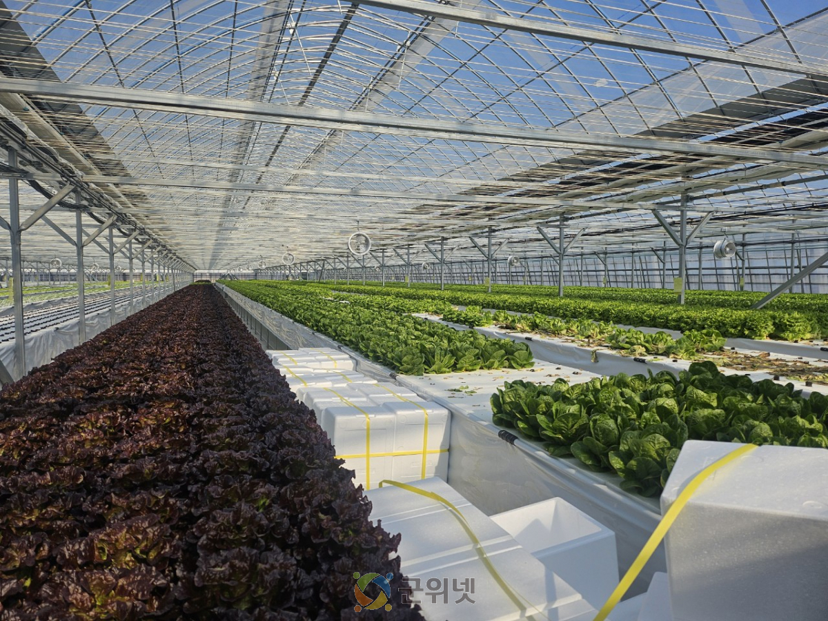 군위군, 기존하우스 활용한 엽채류 재배시험