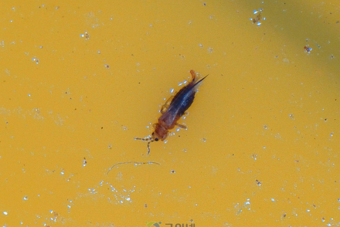 고추 육묘기, 빠른 예찰과 조기방제 위해 황색끈끈이트랩 설치 이미지