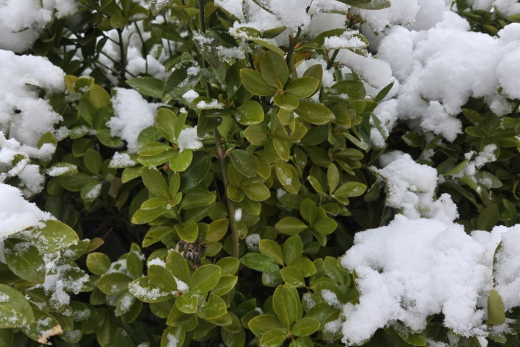 군위읍내 설경 이미지