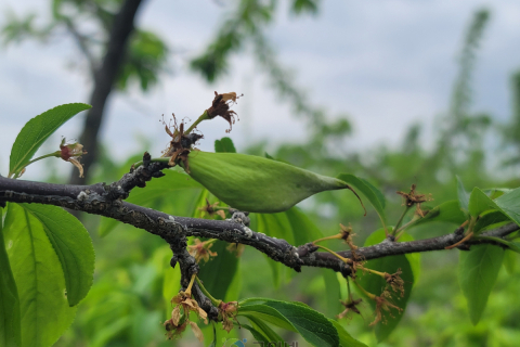 친환경 자두 주머니병 방제는 발아기부터 시작 이미지