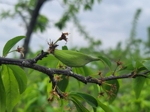 친환경 자두 주머니병 방제는 발아기부터 시작