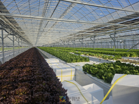군위군, 기존하우스 활용한 엽채류 재배시험