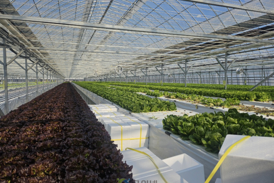 군위군, 기존하우스 활용한 엽채류 재배시험