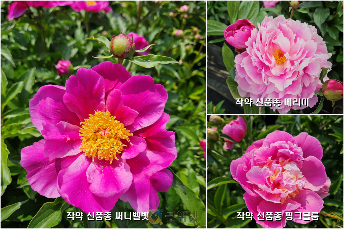 약용과 관상 가치 뛰어난 작약 신품종 3종 개발! 이미지