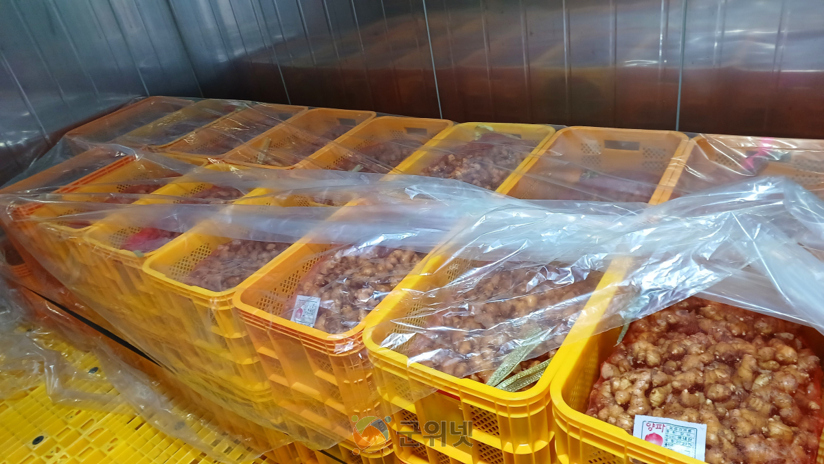 생강 정식 전 씨생강 관리, 안정생산의 첫걸음! 이미지