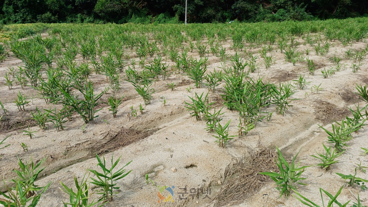 생강 정식 전 씨생강 관리, 안정생산의 첫걸음! 이미지