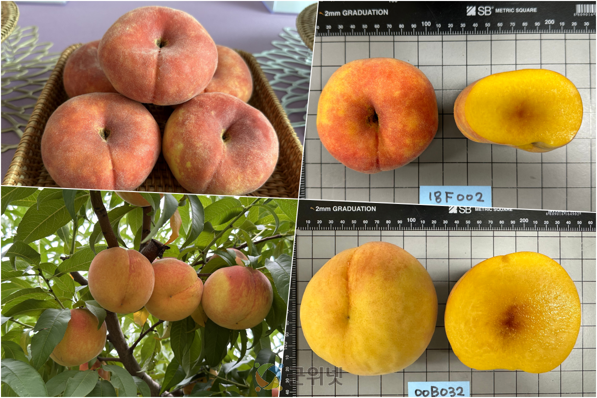 소비자 취향 저격 복숭아 신품종 인기 예감 이미지