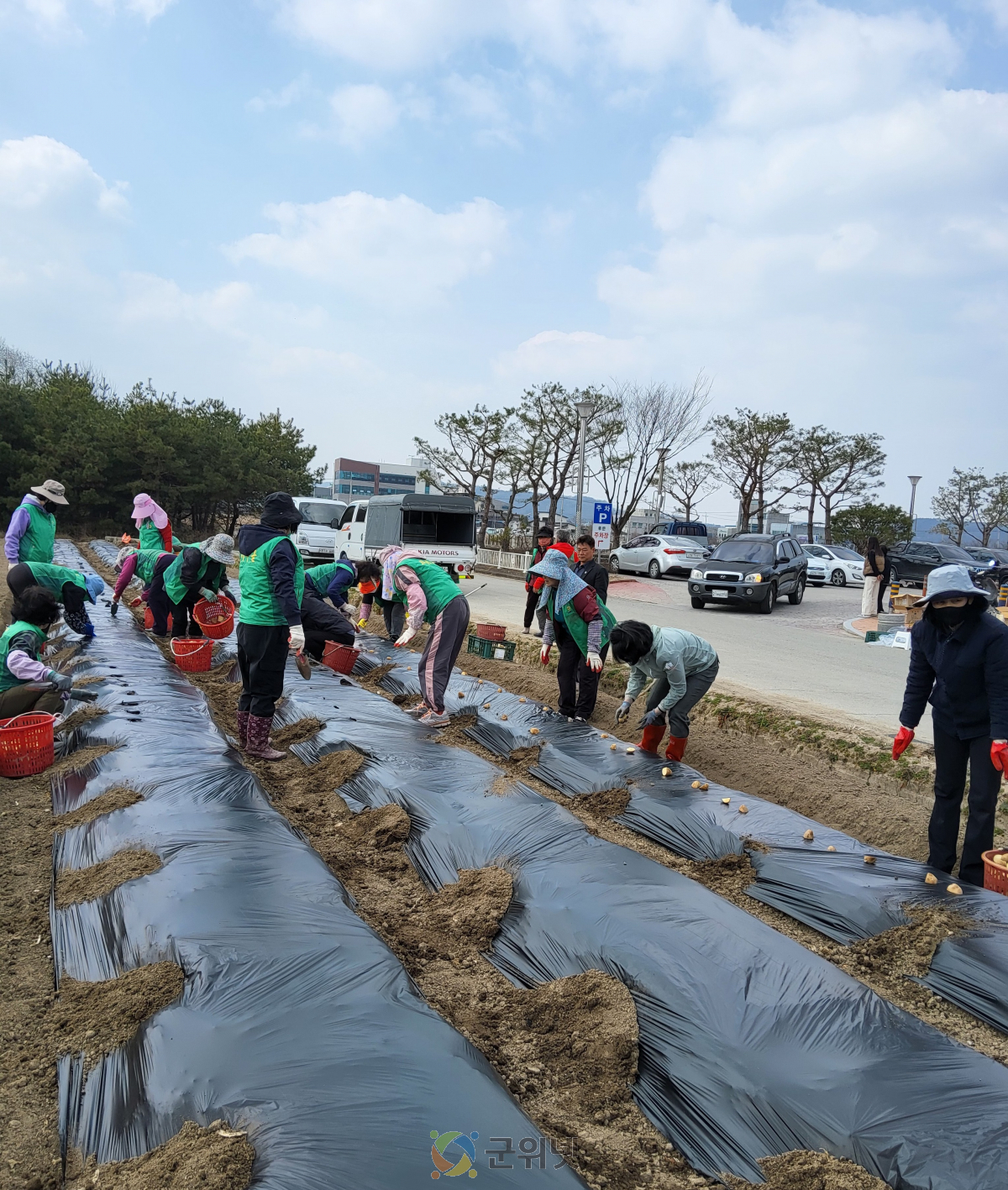 군위읍 새마을회, 사랑의 감자심기 행사 실시 이미지