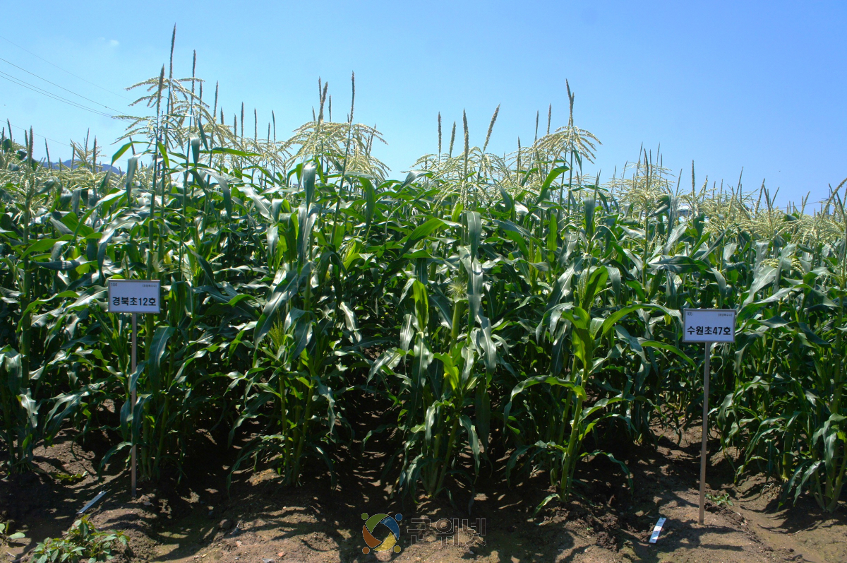 경북도, 초당옥수수 신품종‘청밀옥’개발 이미지