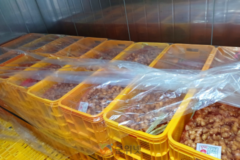 생강 정식 전 씨생강 관리, 안정생산의 첫걸음! 이미지