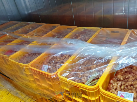 생강 정식 전 씨생강 관리, 안정생산의 첫걸음!