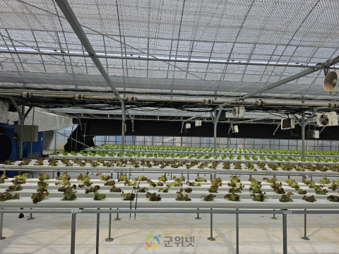 군위군, 기존하우스 활용한 엽채류 재배시험 본격추진