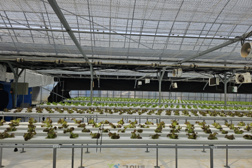 군위군, 기존하우스 활용한 엽채류 재배시험 본격추진