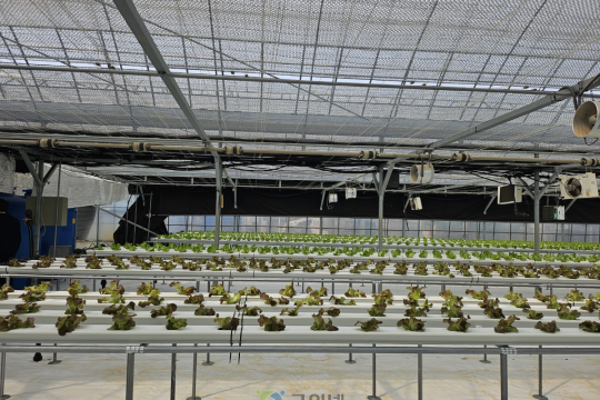 군위군, 기존하우스 활용한 엽채류 재배시험 본격추진 이미지